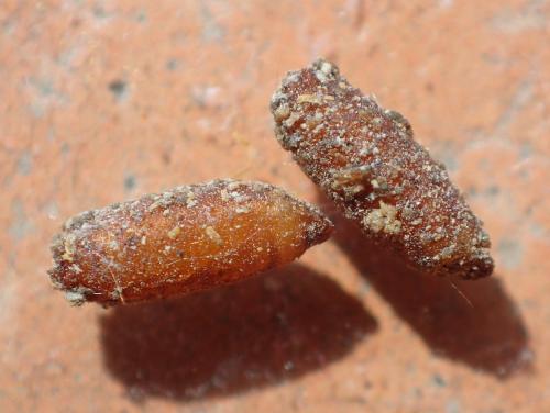 Réf. 201 817 : Cacoxenus indagator